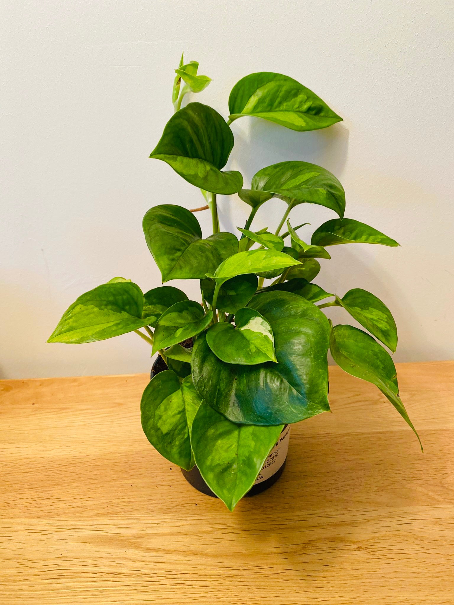 Epipremnum 'Global Green' Pothos 12cm Pot Cassandra's Plants