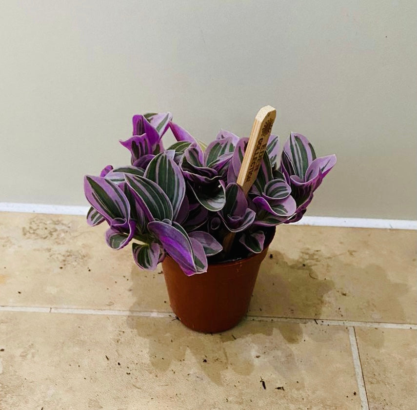 Tradescantia Sweetness Cassandra's Plants