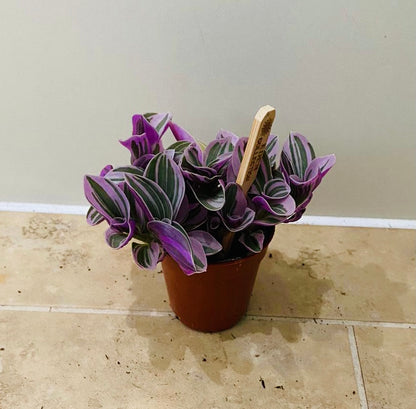 Tradescantia Sweetness Cassandra's Plants