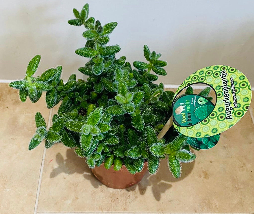 Delosperma Echinatum Pickle Plant 12cm pot Cassandra'a Plants