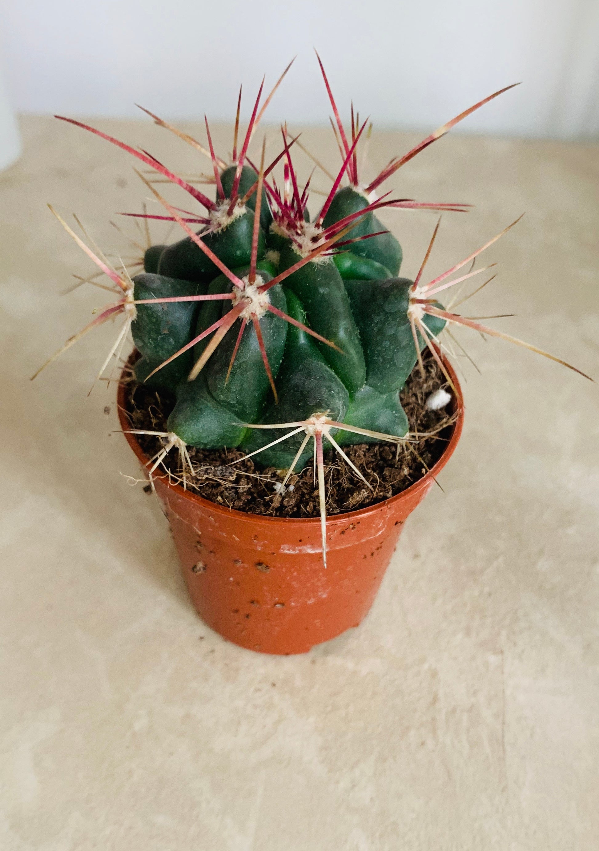 Ferocactus Stanesii Cassandra's Plants