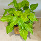 Philodendron Xanadu Golden in a 15cm pot Cassandra's Plants