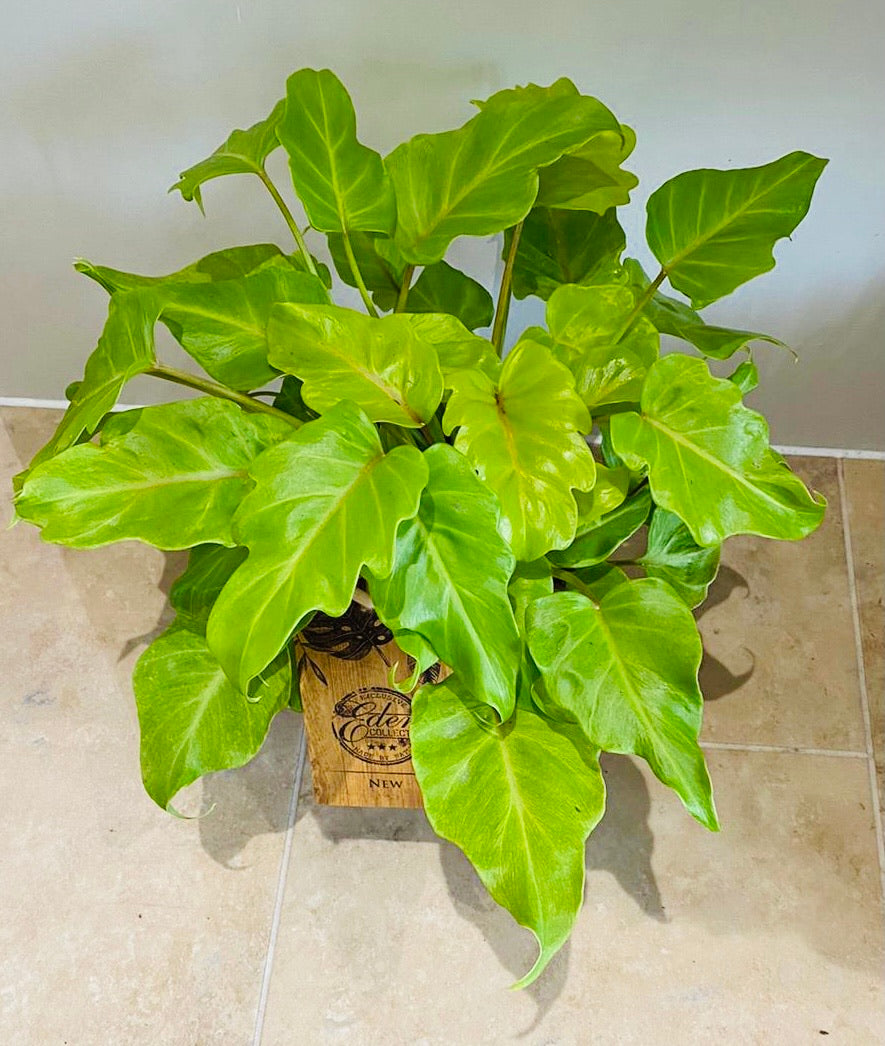 Philodendron Xanadu Golden in a 15cm pot Cassandra's Plants