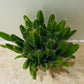 Hylocereus Undatus Dragon Fruit Cactus Cassandra's Plants