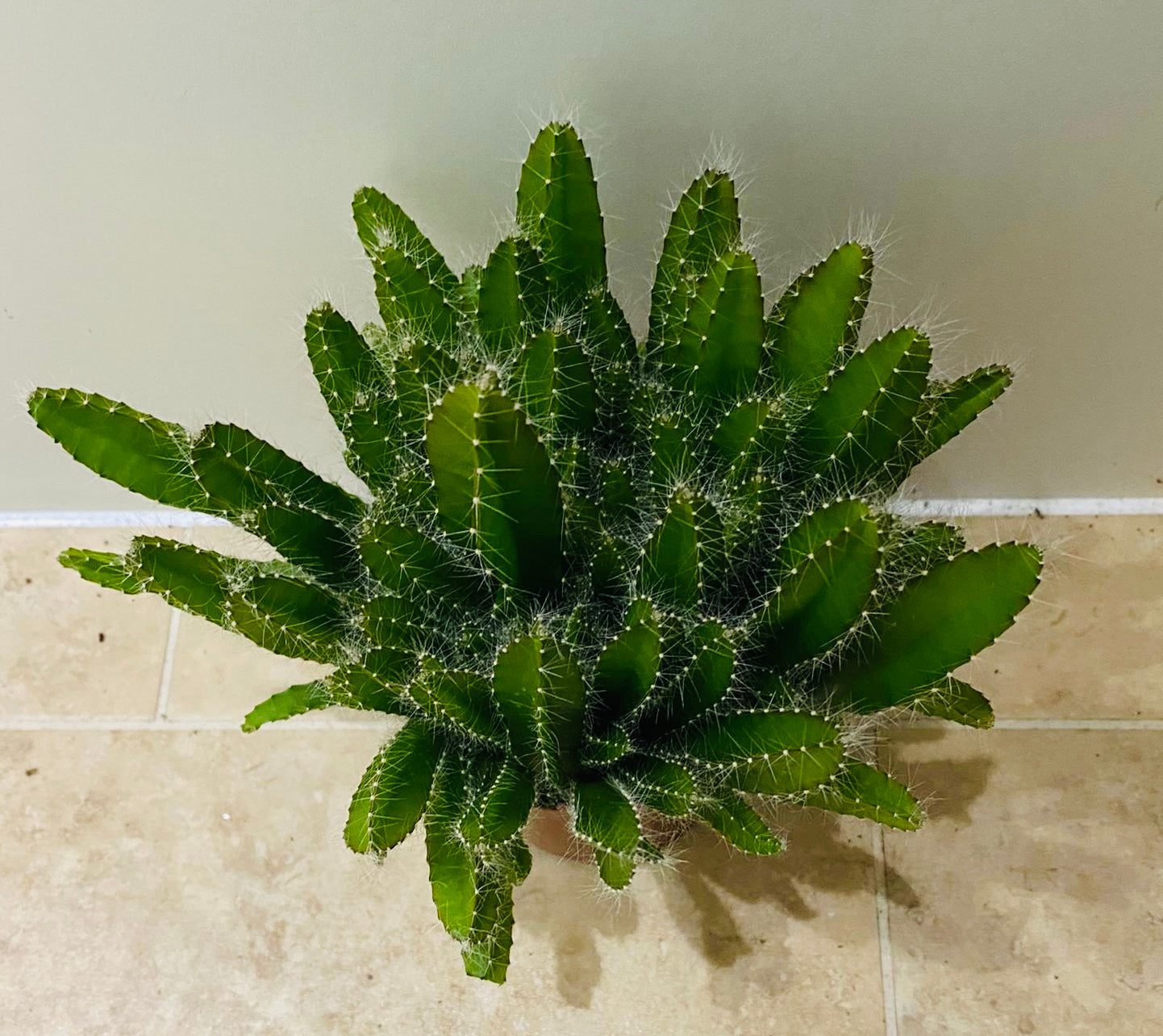 Hylocereus Undatus Dragon Fruit Cactus Cassandra's Plants