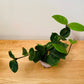 Hoya Chelsea in a 8.5cm Pot Cassandra's Plants