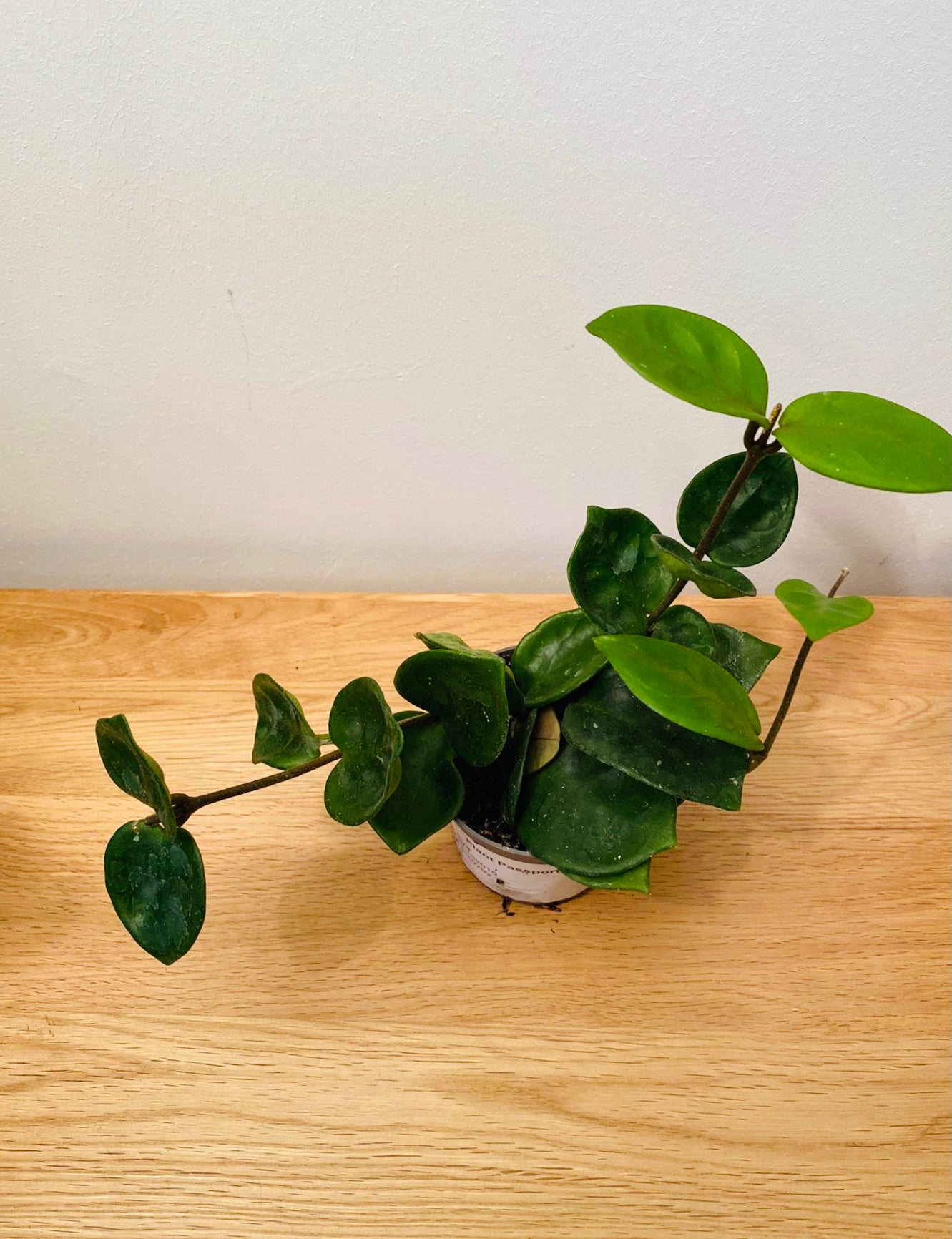 Hoya Chelsea in a 8.5cm Pot Cassandra's Plants