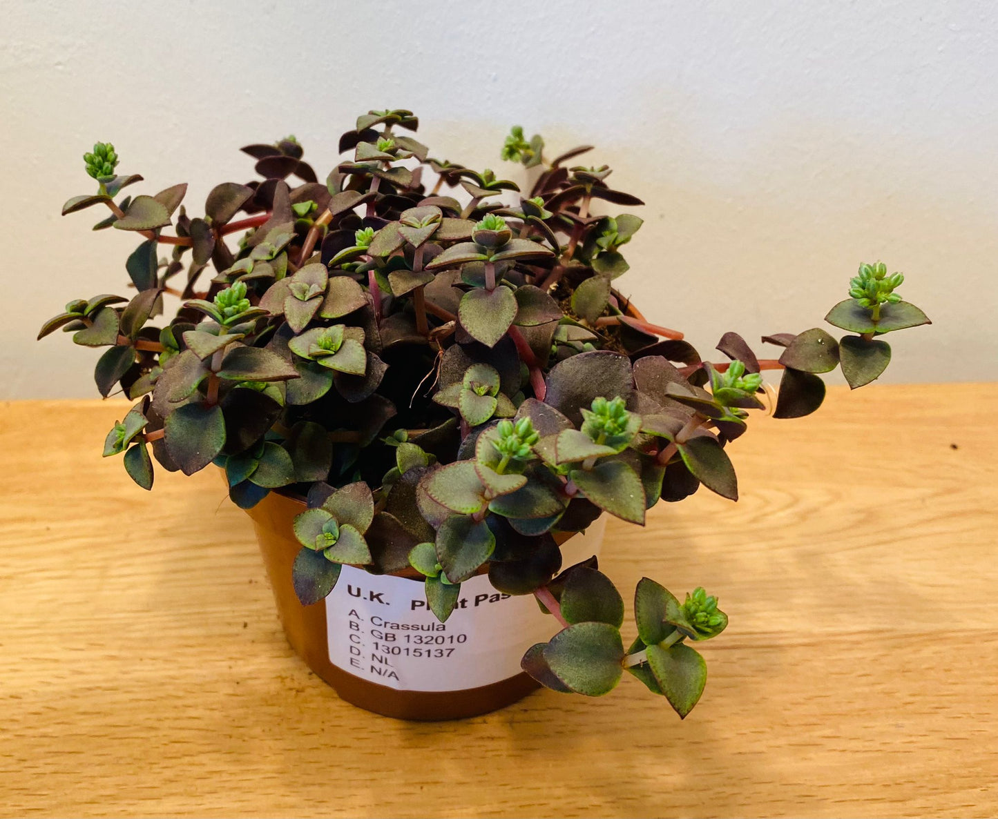 Crassula Pellucida subsp. Marginalis Rubra 10.5cm Pot Cassandra's Plants