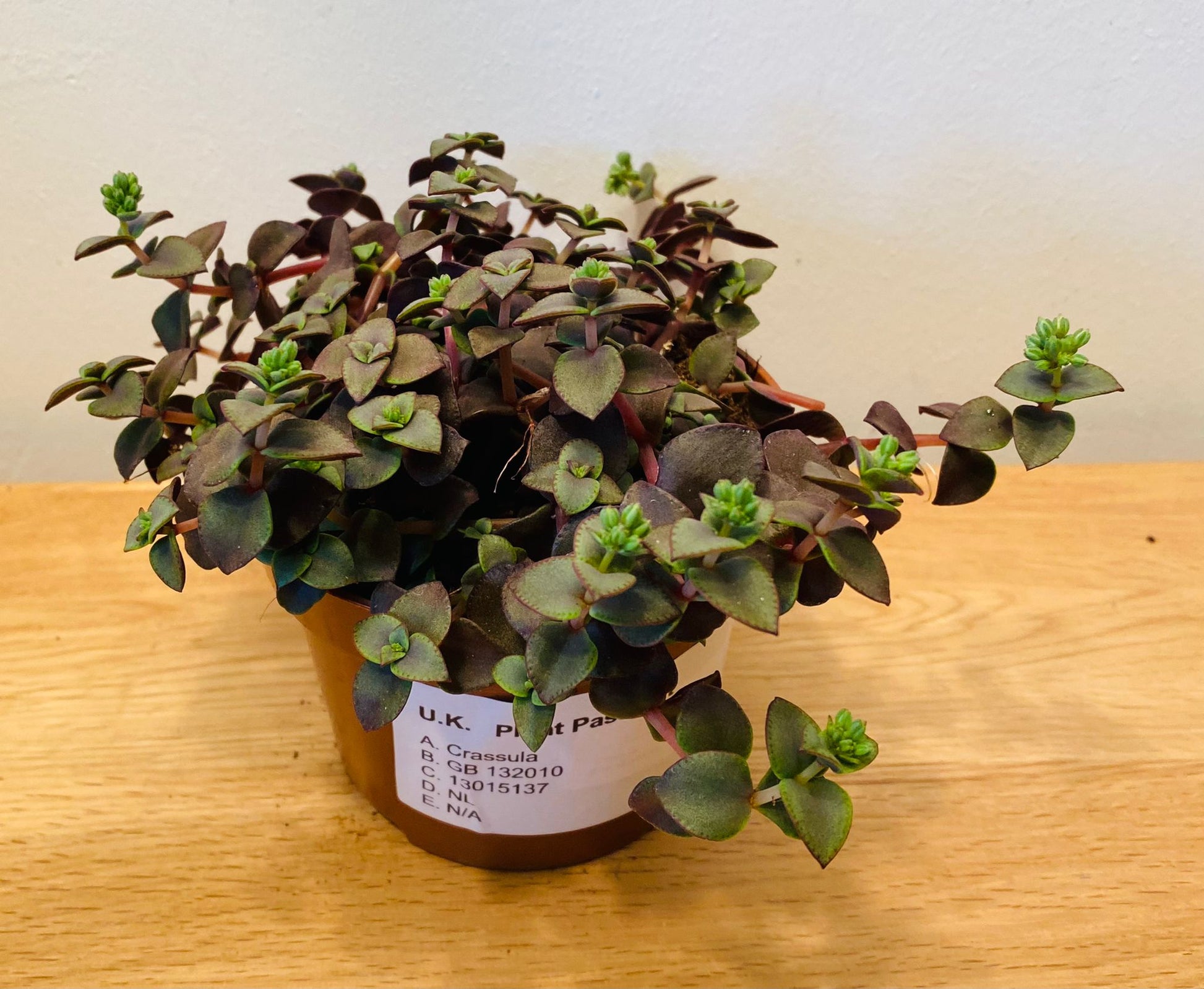 Crassula Pellucida subsp. Marginalis Rubra 10.5cm Pot Cassandra's Plants