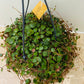 Peperomia Pepperspot Cassandra's Plants