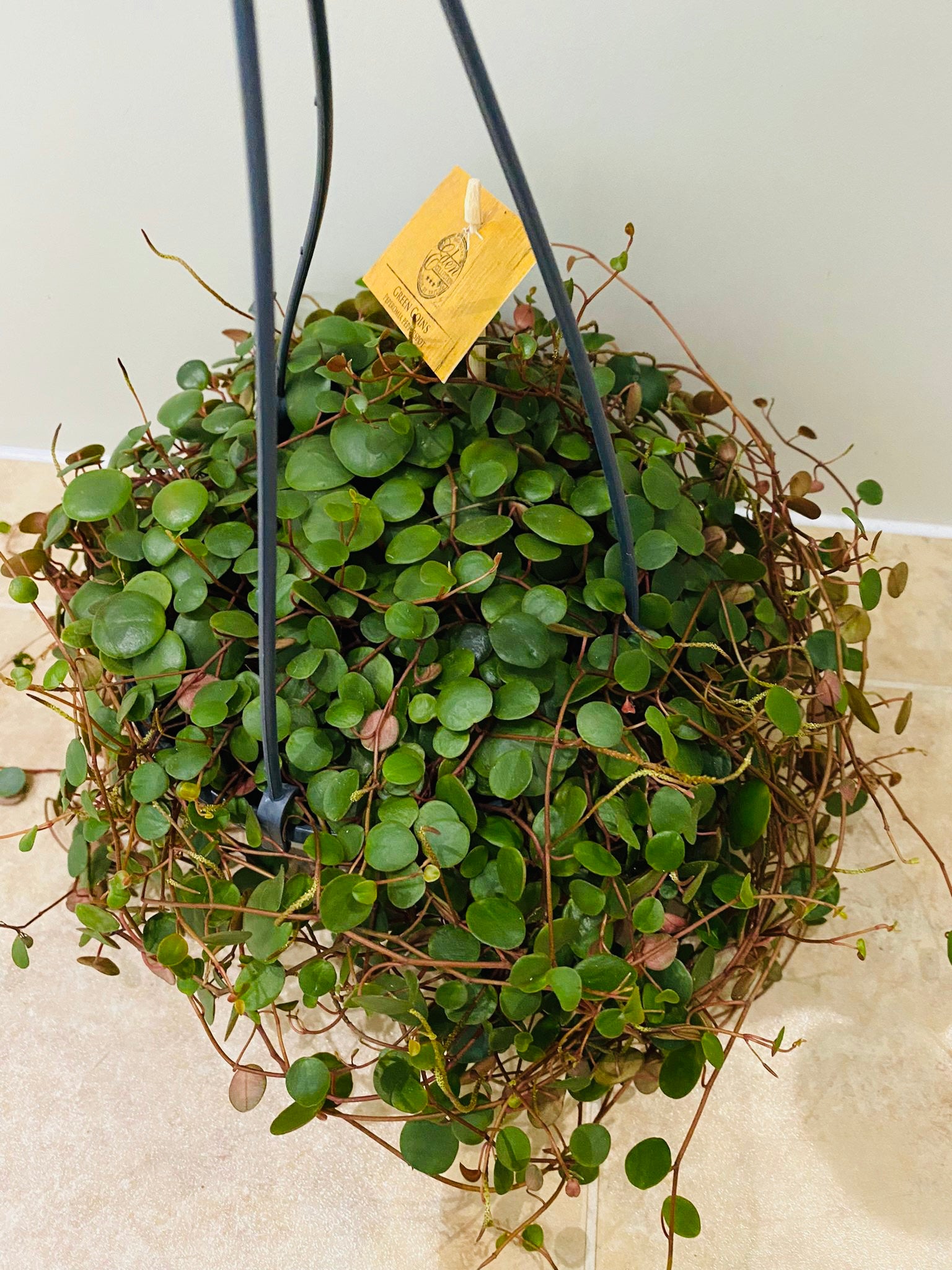 Peperomia Pepperspot Cassandra's Plants