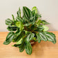 Peperomia Royal Princess in a 17cm pot Cassandra's Plants
