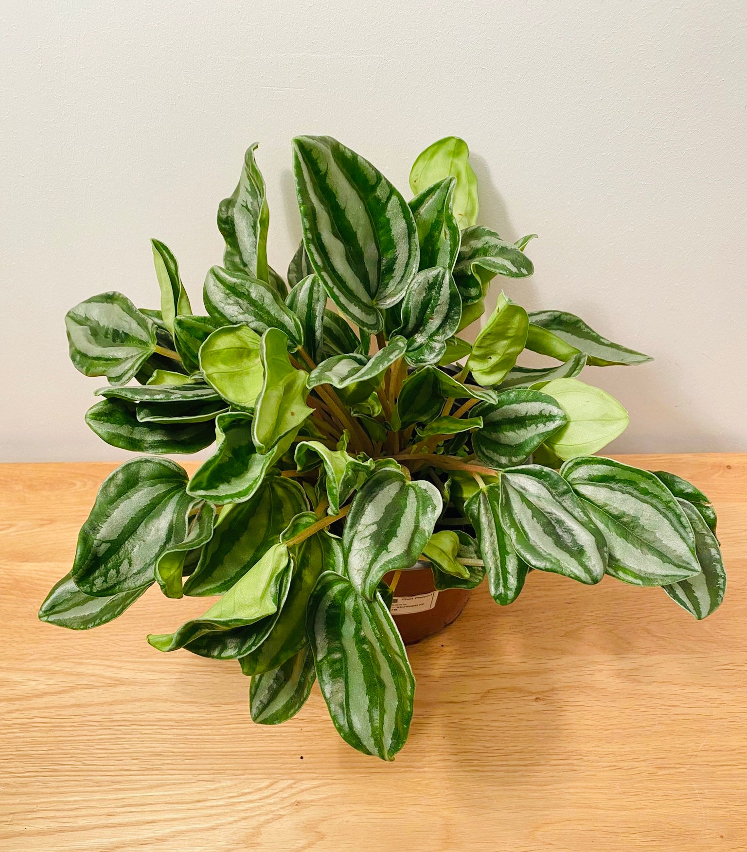 Peperomia Royal Princess in a 17cm pot Cassandra's Plants