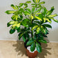 Schefflera Gerda in a 13cm pot Cassandra's Plants