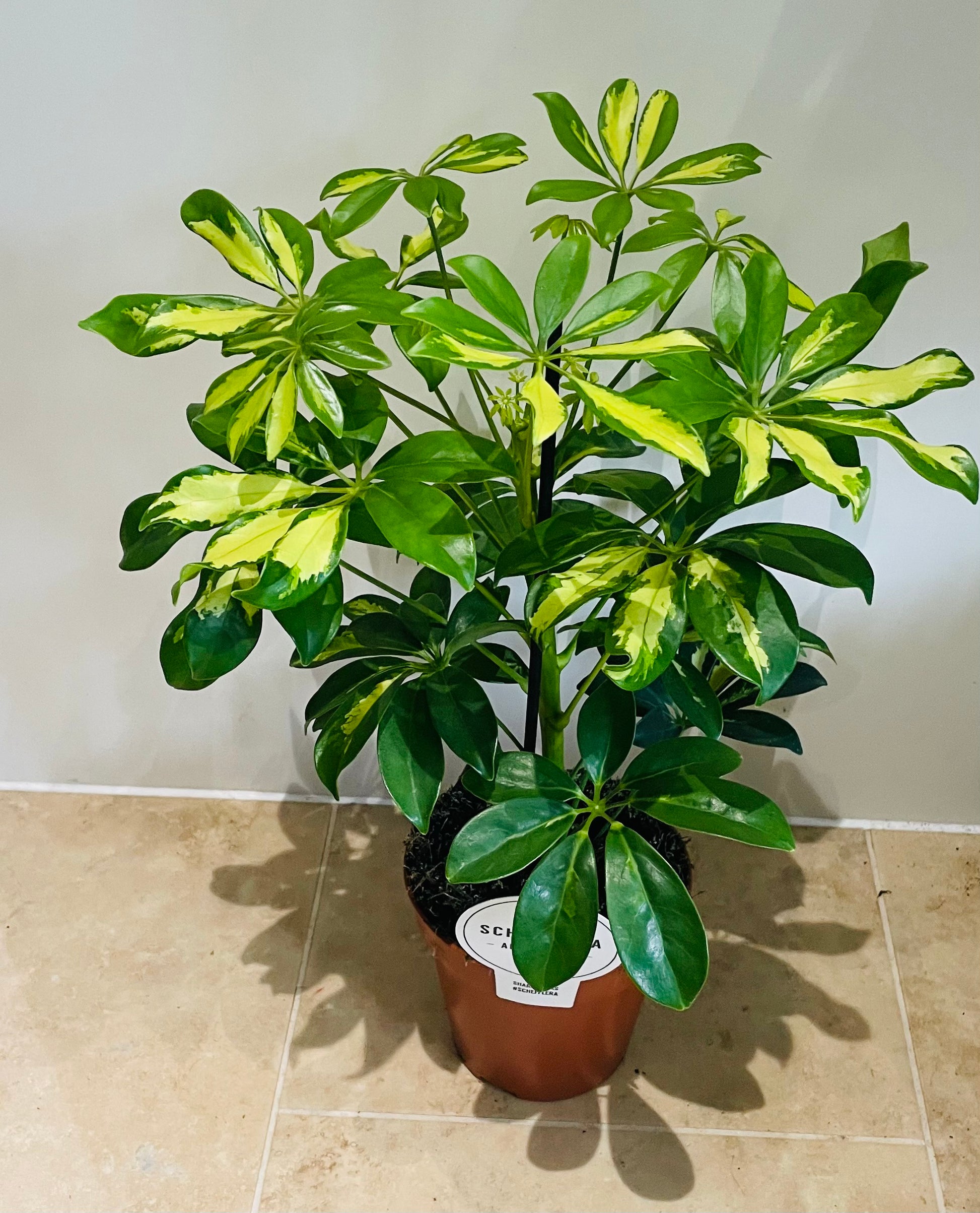 Schefflera Gerda in a 13cm pot Cassandra's Plants