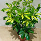 Schefflera Gerda in a 13cm pot Cassandra's Plants