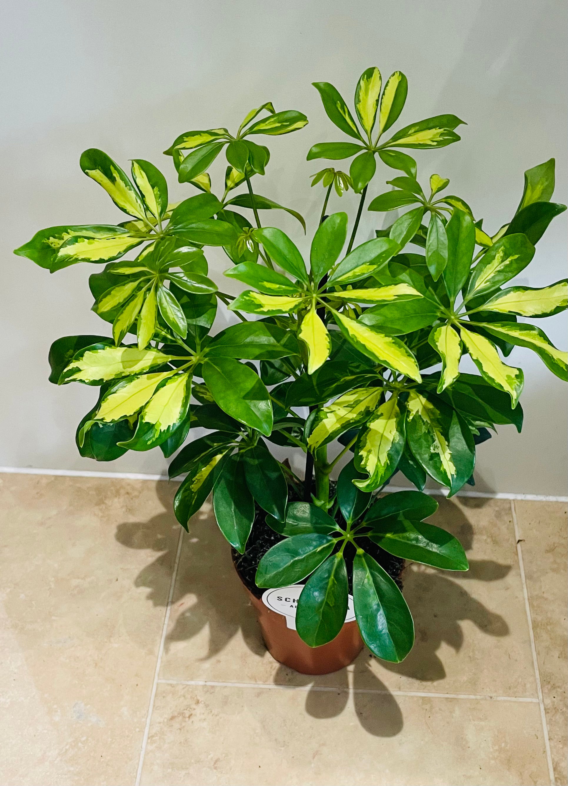 Schefflera Gerda in a 13cm pot Cassandra's Plants