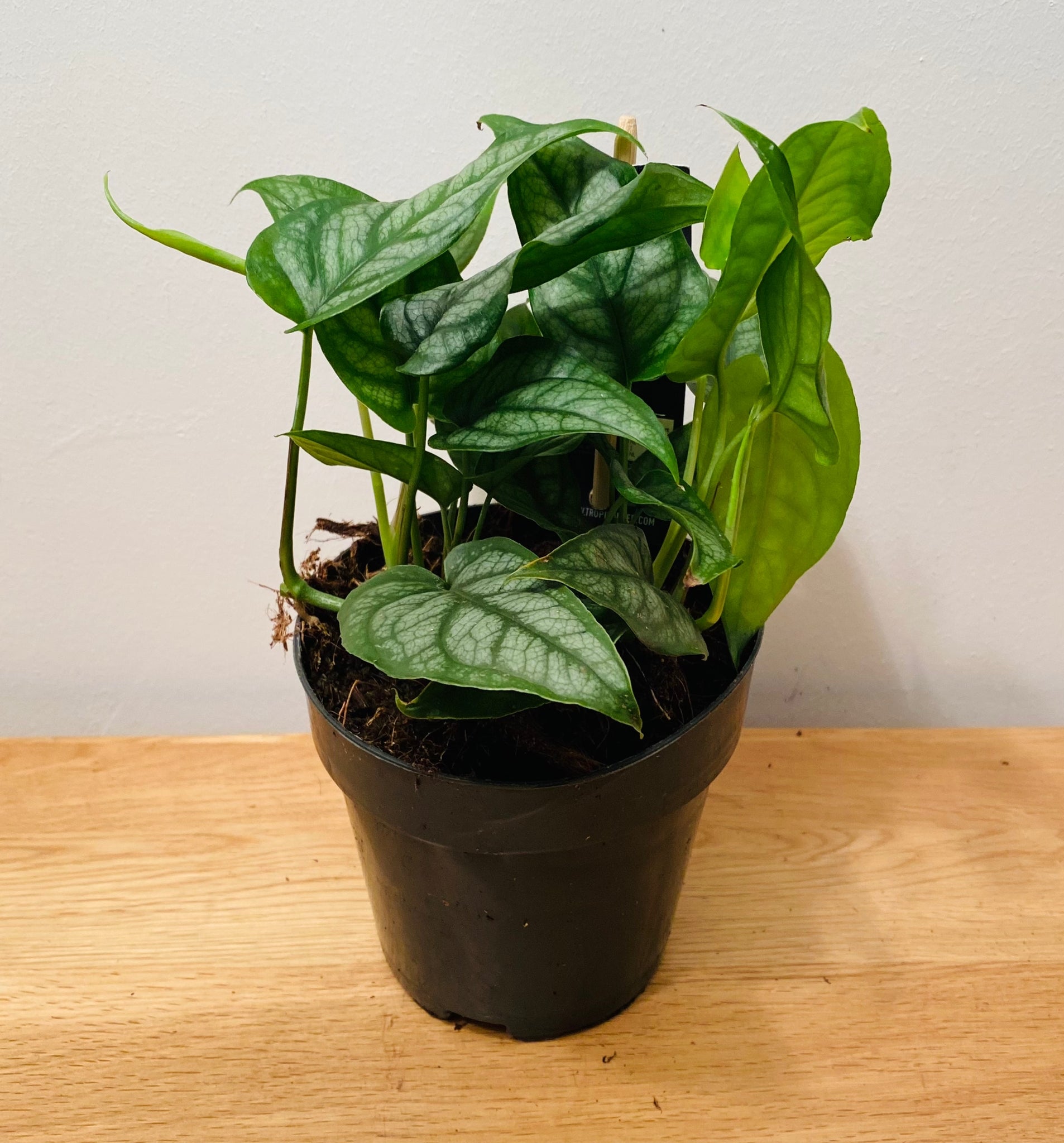 Monstera Siltepecana in a 12cm pot Cassandra's Plants