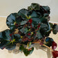 Begonia Erythrophylla Black Jungle 13cm Pot Cassandra;s Plants