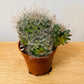 Mammillaria Guelzowiana in 5.5cm Pot Cassandra's Plants
