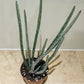 Senecio Stapeliiformis Pickle Plant In a 11cm pot Cassandra's Plants