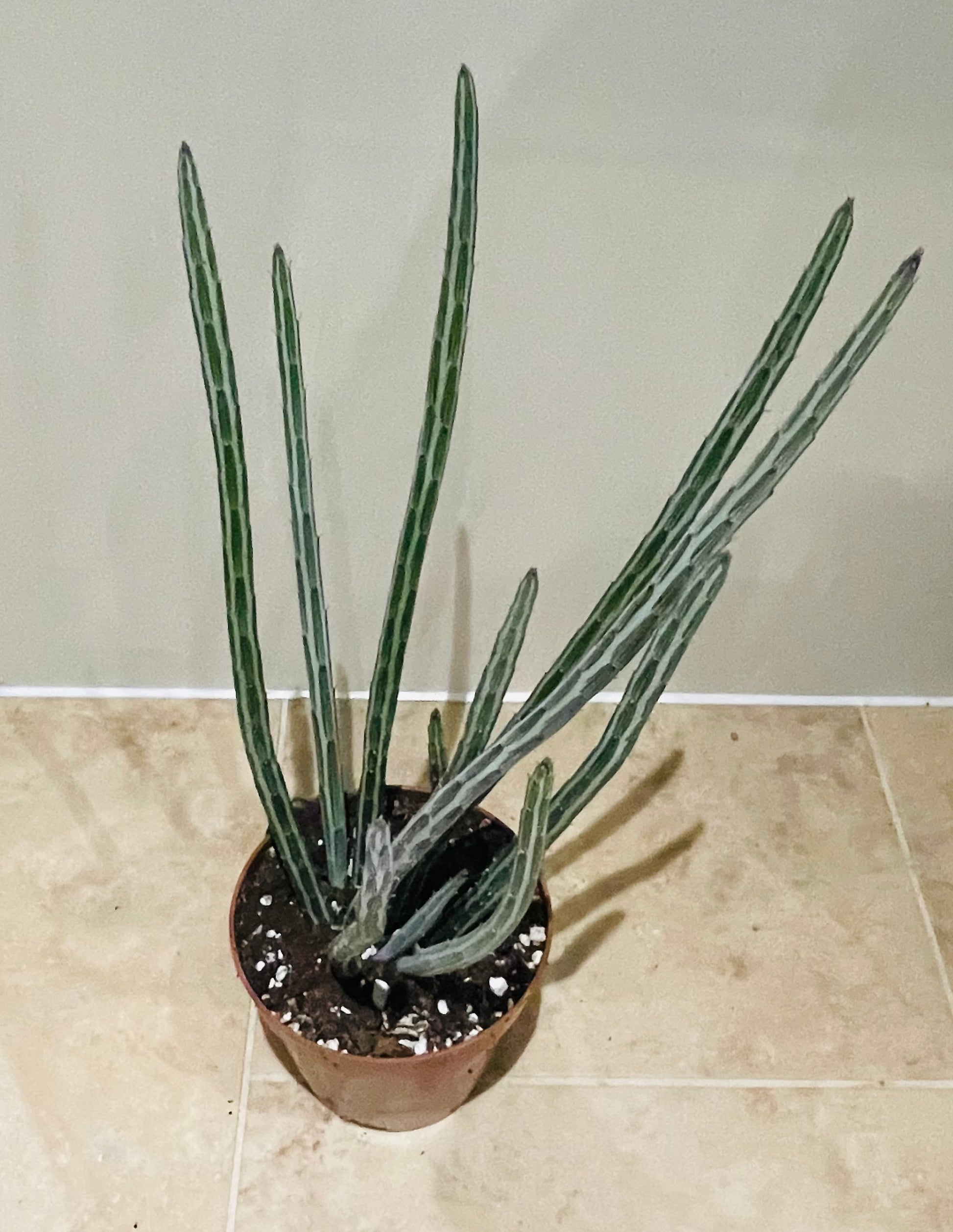 Senecio Stapeliiformis Pickle Plant In a 11cm pot Cassandra's Plants