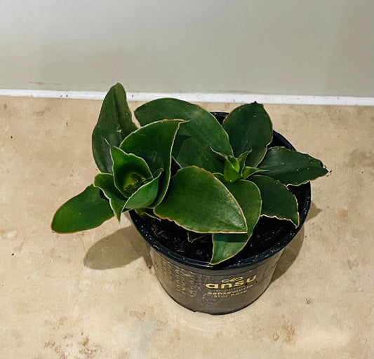 Sansevieria Star Rose in a 9cm pot Cassandra's Plants
