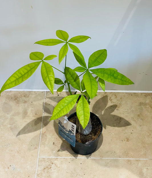 Pachira Aquatica Money Tree 12cm Pot Cassandra's Plants