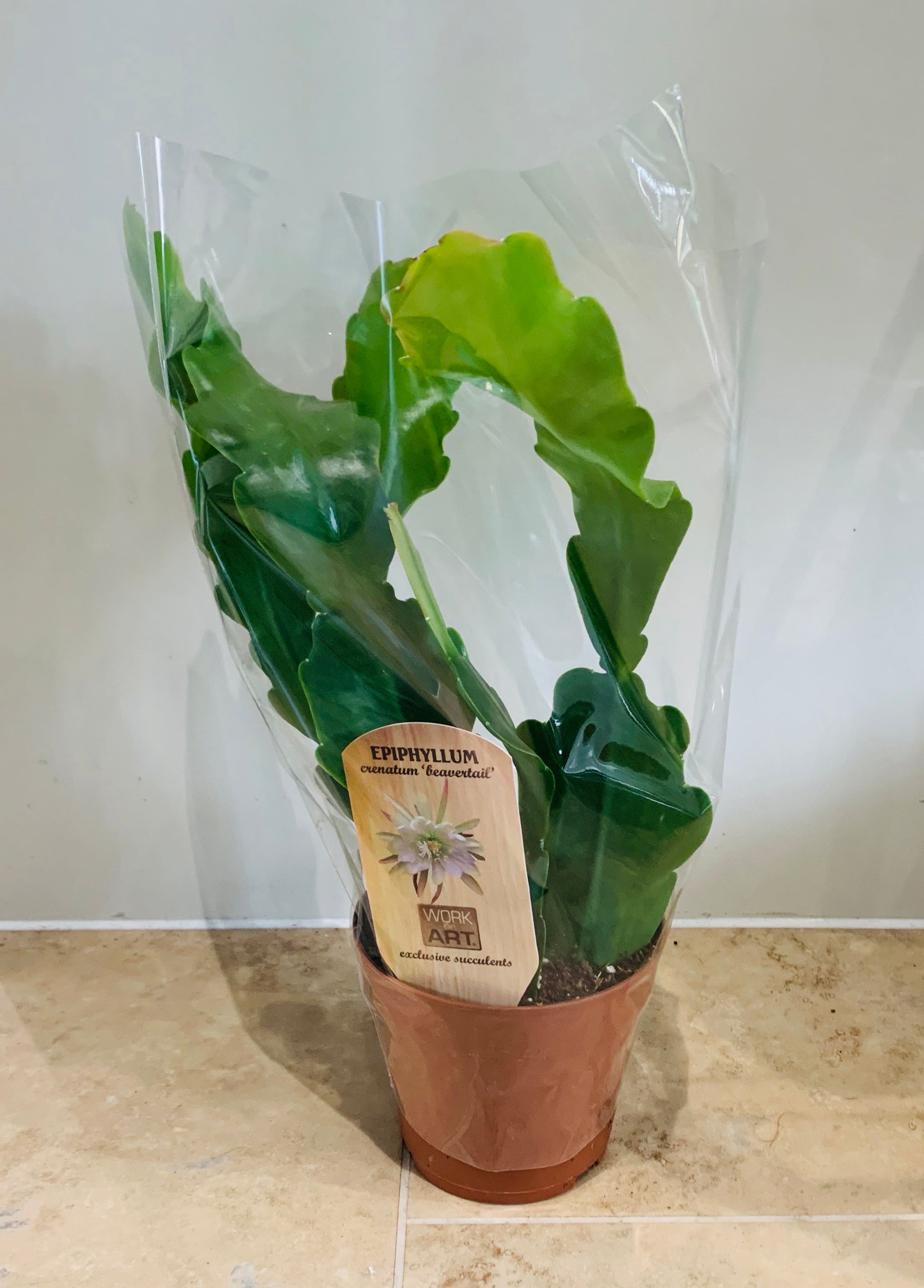 Epiphyllum Crenatum Beavertail Cactus Cassandra's Plants
