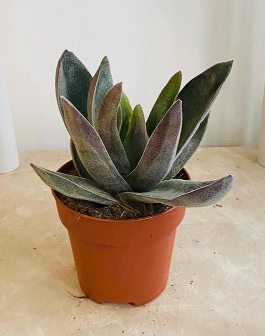 Crassula Garnet Lotus 9cm Pot Cassandra's Plants