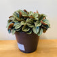 Peperomia Napoli Nights Cassandra's Plants