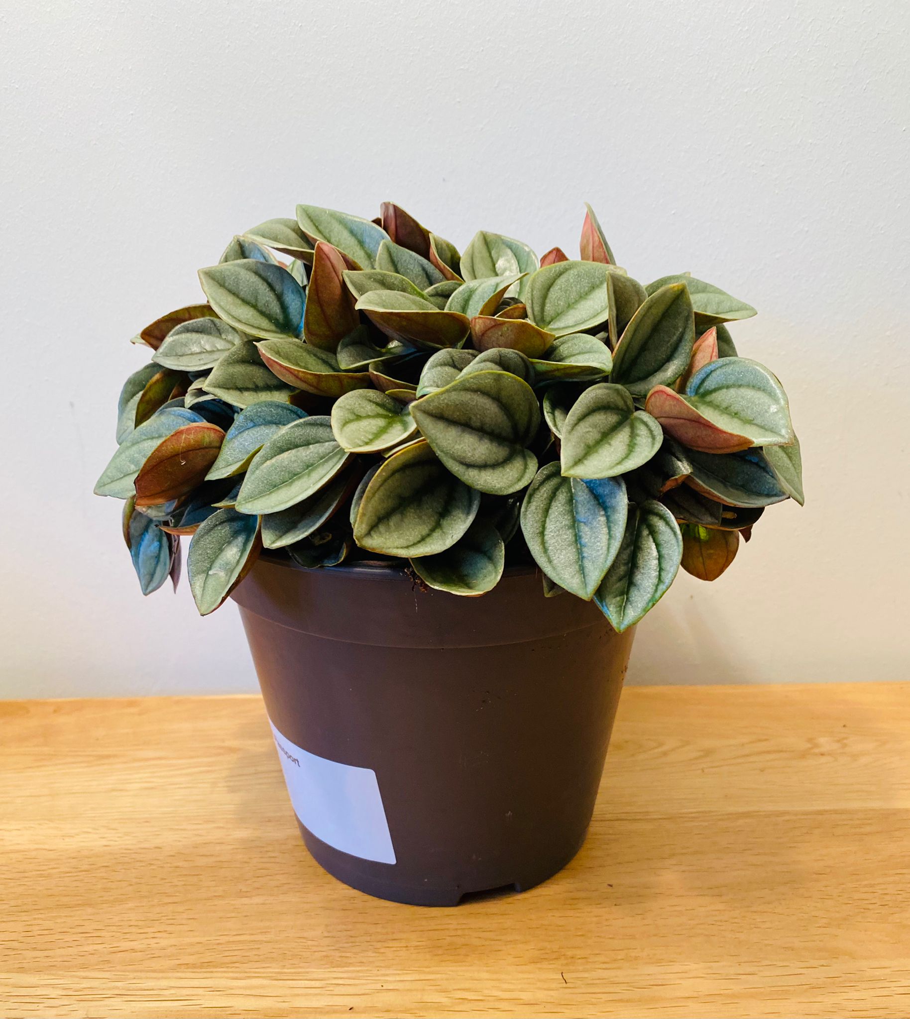 Peperomia Napoli Nights Cassandra's Plants