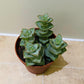 Crassula Perforata "Grey" 8cm Pot Cassandra's Plants
