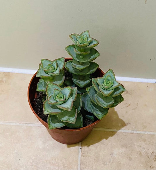 Crassula Perforata "Grey" 8cm Pot Cassandra's Plants