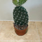 Opuntia Pylana/Pailana 10.5cm pot Cassandra's Plants