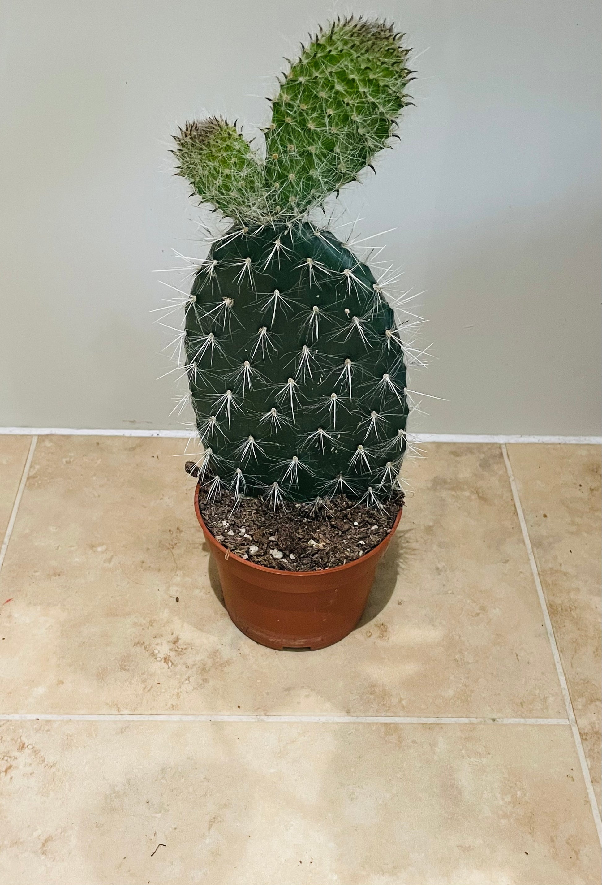 Opuntia Pylana/Pailana 10.5cm pot Cassandra's Plants