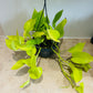 Epipremnum Aureum Neon Pothos 15cm Hanging Pot Cassandra's Plants