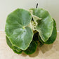 Begonia Venosa 14cm Pot Cassandra's Plants