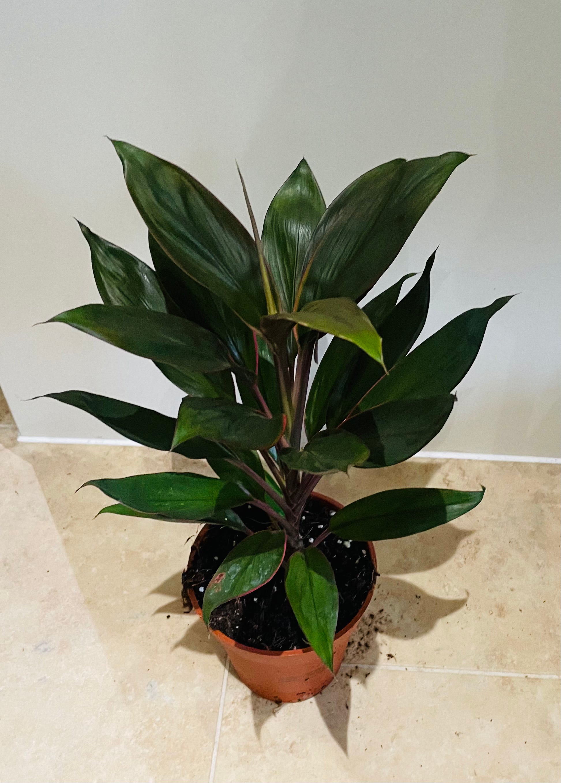 Cordyline Fruticosa Glauca 13cm pot Cassandra's Plants