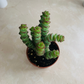 Crassula Rupestris f. Marnieriana 'Hottentot' 5.5cm Pot Cassandra's Plant