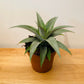 Agave Angustifolia 12cm Pot Cassandra's Plants
