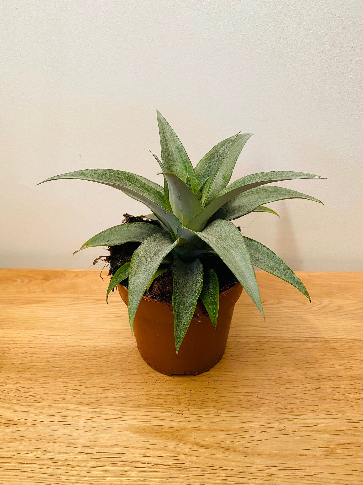 Agave Angustifolia 12cm Pot Cassandra's Plants