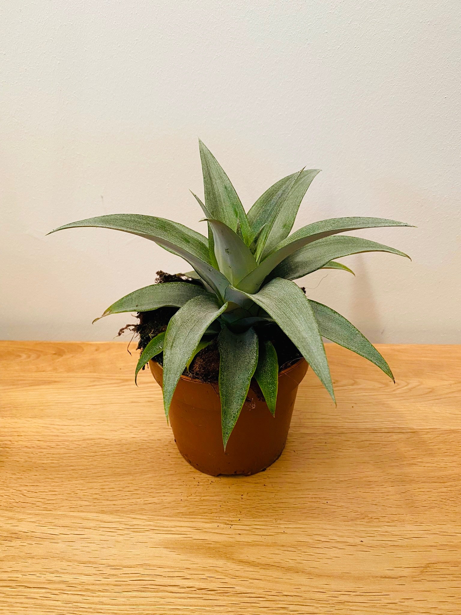 Agave Angustifolia 12cm Pot Cassandra's Plants