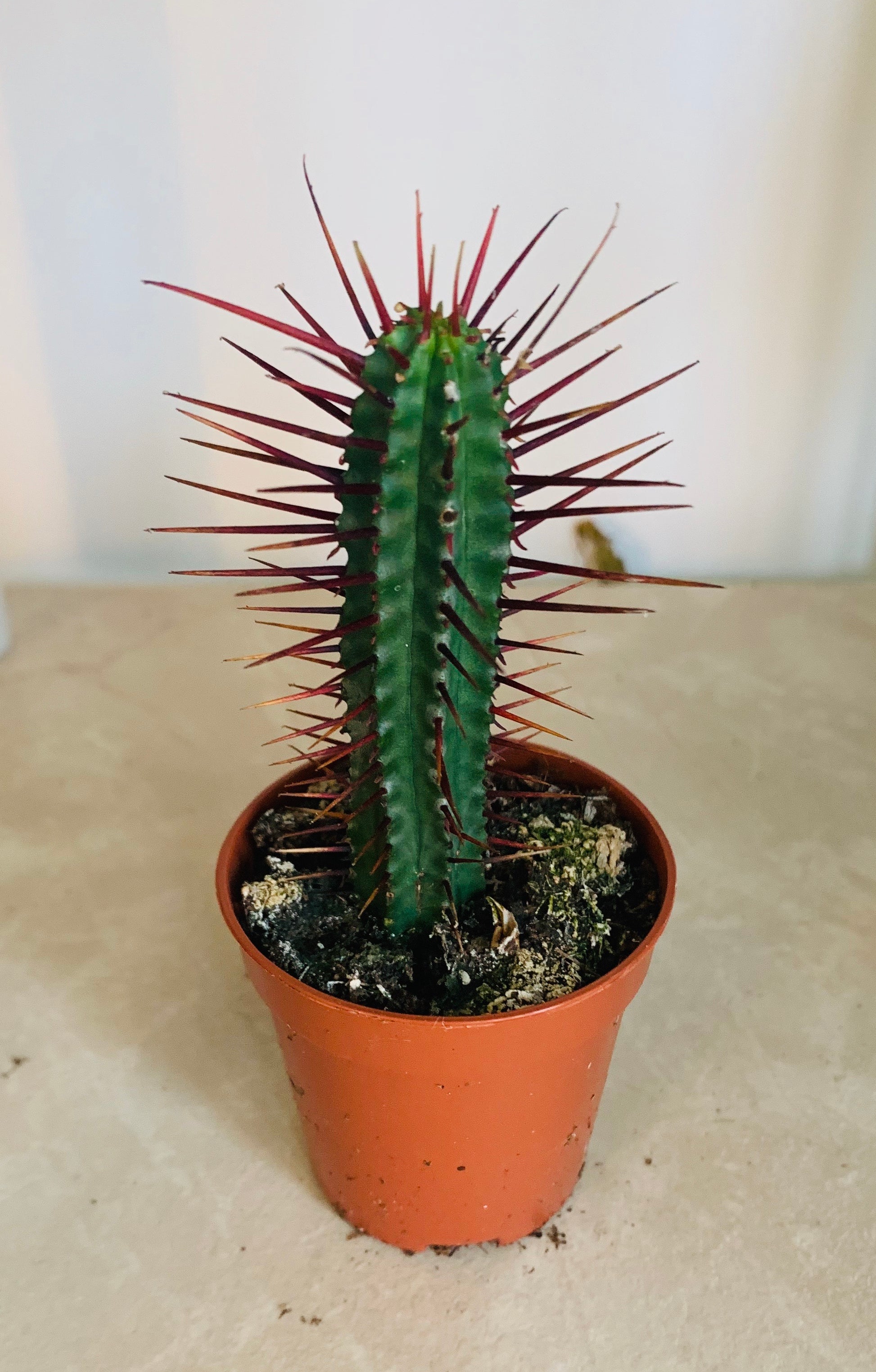 Euphorbia Enopla in a 5.5cm Pot Cassandra's Plants