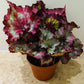 Begonia Rex “Raspberry Torte” 13cm Pot Cassandra's Plants