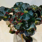 Begonia Erythrophylla Black Jungle 13cm Pot Cassandra;s Plants