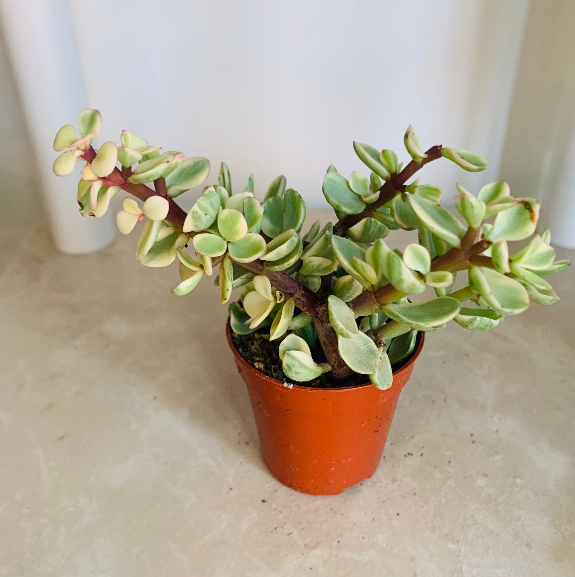 Variegated Portulacaria Afra Elephant Bush Cassandra's Plants
