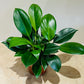 Philodendron Green Princess in a 12cm pot Cassandra's Plants