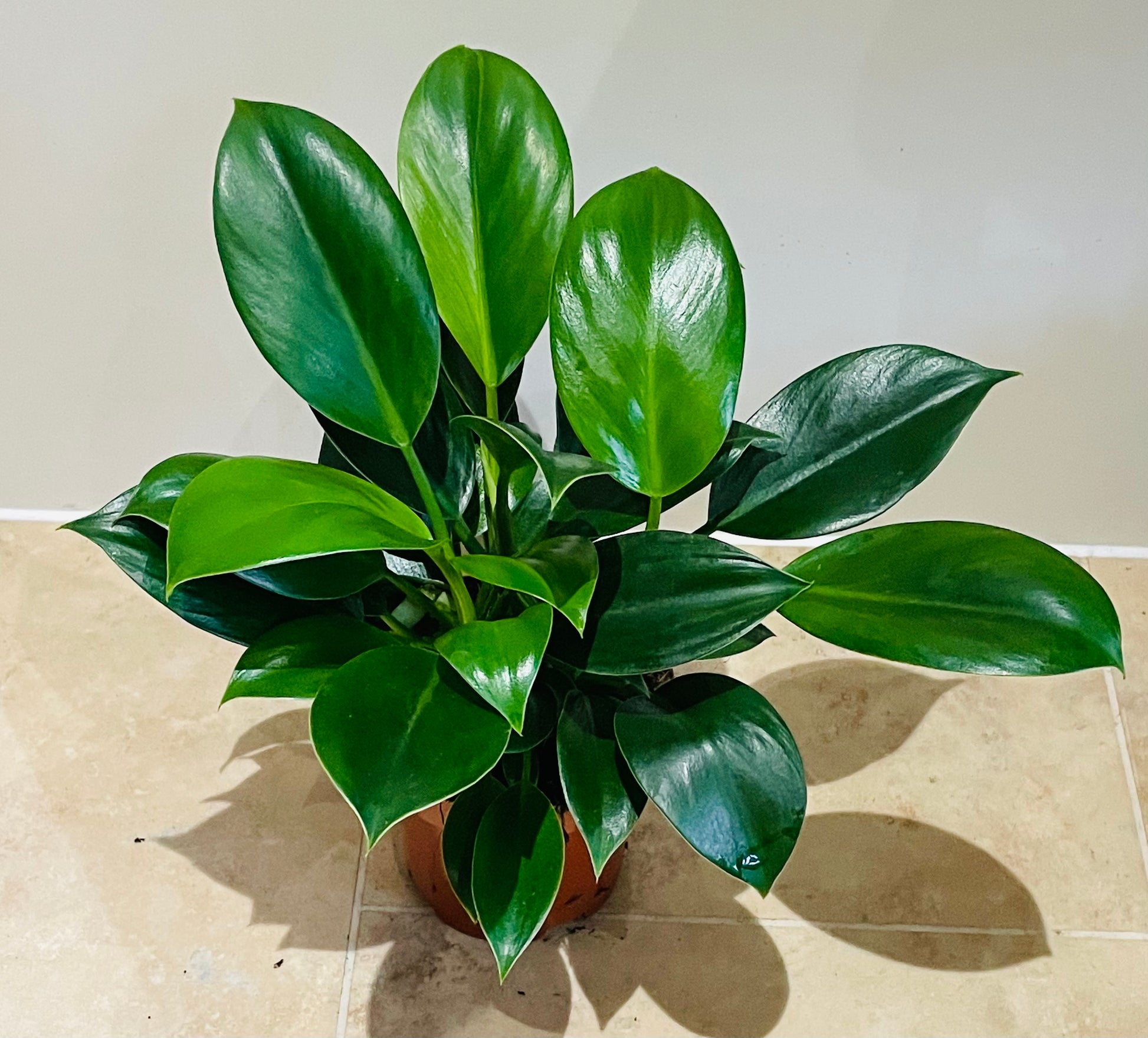 Philodendron Green Princess in a 12cm pot Cassandra's Plants
