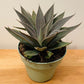 Mangave Lavender Lady in a 15cm pot Cassandra's Plants